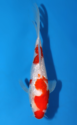 Hirenaga Ginrin Kohaku - koi #x0821a013