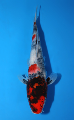 Showa - koi #x0821a017