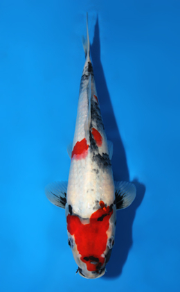 Showa - koi #x0821a019