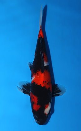 Showa - koi #x0821a023