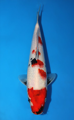 Showa - koi #x0821a030