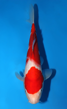 Kohaku - koi #x0821a033