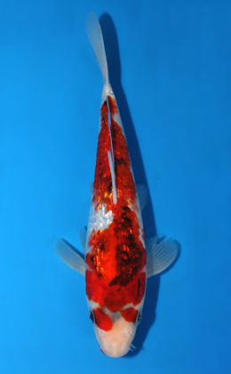 Ginrin Showa - koi #x0821a036