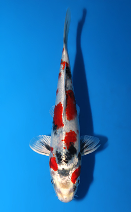 Kin Showa - koi #x0821a037