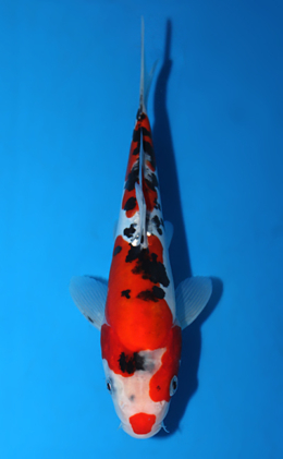 Doitsu Showa - koi #x0821a038