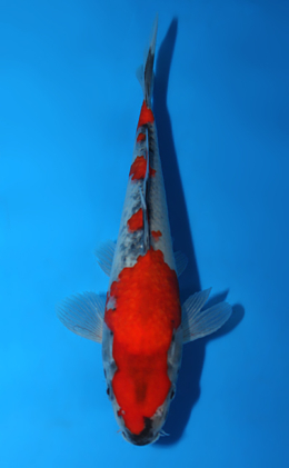 Goshiki - koi #x0821a039