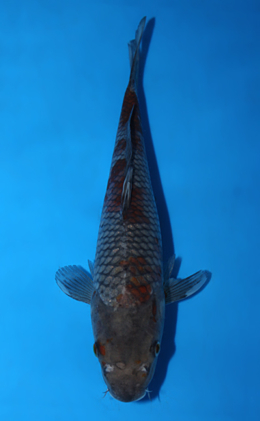 Ochibashigure - koi #x0821a040