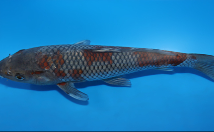Ochibashigure - koi #x0821a040 - Side View A