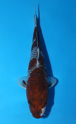 Ochibashigure - koi #x0821a041