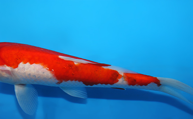 kohaku Tancho Kohaku - koi #x0805a024 - Dainichi Koi Farm