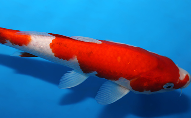 Kohaku - koi #x0821a042 - Marudo Koi Farm