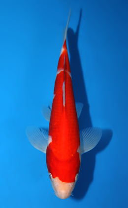 Kohaku - koi #x0821a044