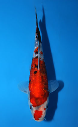 Ginrin Showa - koi #x0821a045