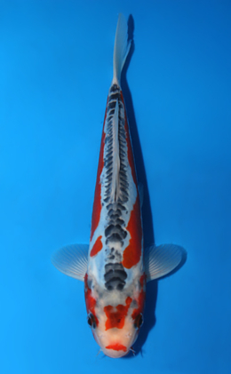 Shusui - koi #x0821a050