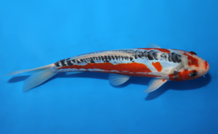 Shusui – koi #x0821a050 - Image 3