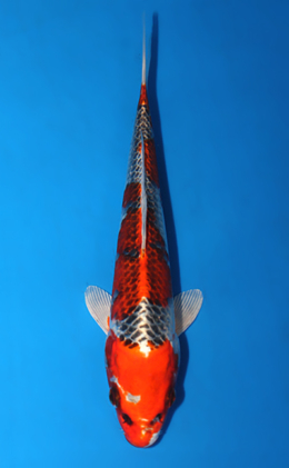 Kujyaku - koi #x0821a054