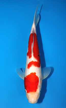 Kohaku - koi #x0821a056