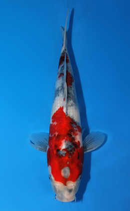 Showa - koi #x0821a059