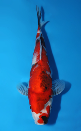 Showa - koi #x0821a060