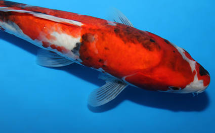Showa - koi #x0821a060 - Side View A