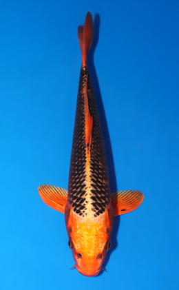 Orange Matsuba Ogon - koi #x0822a004