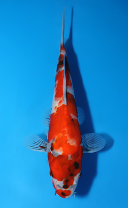Showa - koi #x0822a006