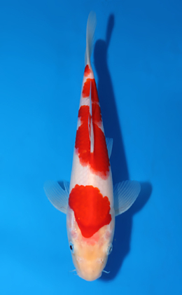 Kohaku - koi #x0822a007