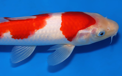 Kohaku - koi #x0822a007 - Side View A