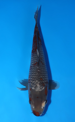 Ochibashigure - koi #x0822a010