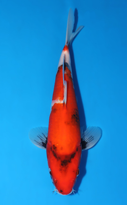 にゃんこFARM Isa Koi Farm Archives - Kodama Koi Farm