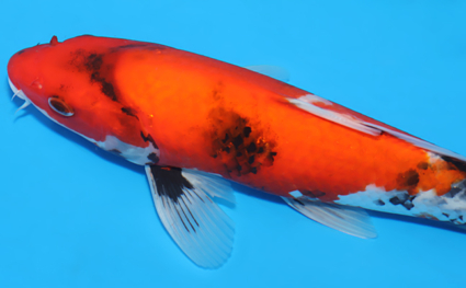 Showa - koi #x0822a017 - Side View A