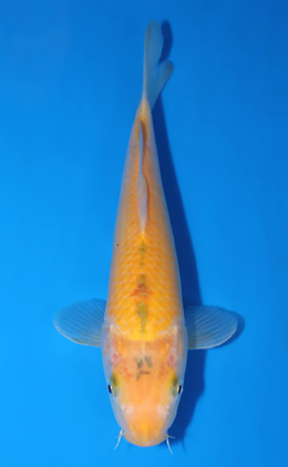Karashi - koi #x0822a021