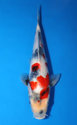 Showa - koi #x0822a022