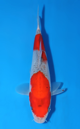 Goshiki - koi #x0822a023