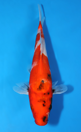 Showa - koi #x0822a024