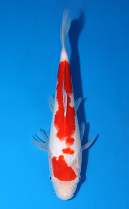 Kohaku - koi #x0822a028