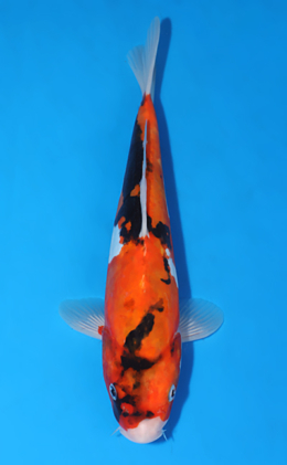 Doitsu Showa - koi #x0822a029