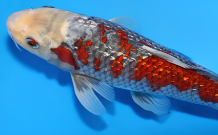 Ginrin Ochibashigure - koi #x0822a030 - Side View A