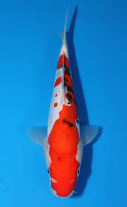 Doitsu Sanke - koi #x0822a032