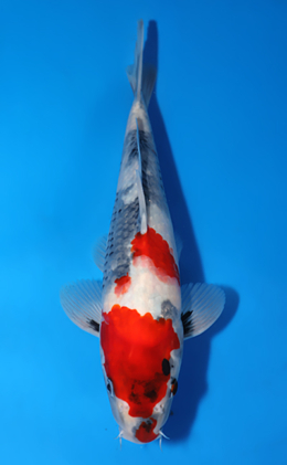 Showa - koi #x0822a033