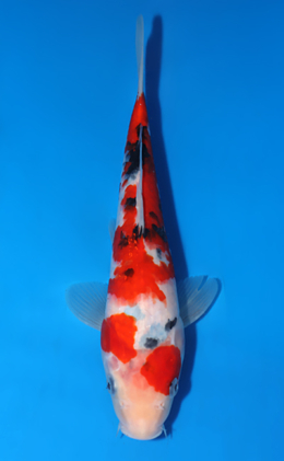 Taisho Sanke - koi #x0822a034