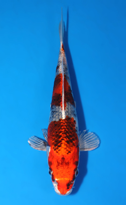 Kujyaku - koi #x0822a035