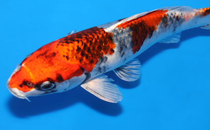 Kujyaku – koi #x0822a035 - Image 3