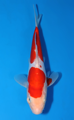 Doitsu Kohaku - koi #x0822a037