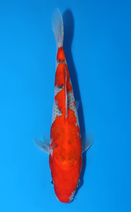 Goshiki - koi #x0822a038
