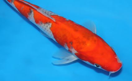 Goshiki - koi #x0822a038 - Side View A