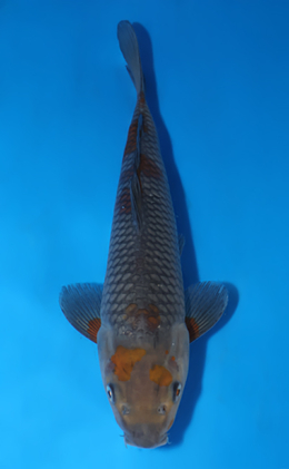 Ochibashigure - koi #x0822a044