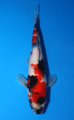 Showa - koi #x0822a045