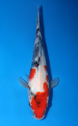 Showa - koi #x0822a049