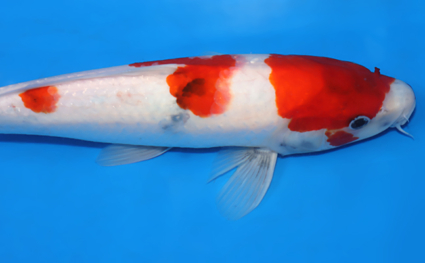 Showa - koi #x0822a050 - Side View A